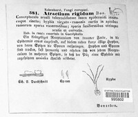 Media resource of Atractium rigidum